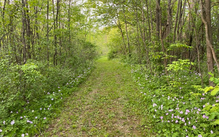 Hiking trail at Hide-A-Way Campsites